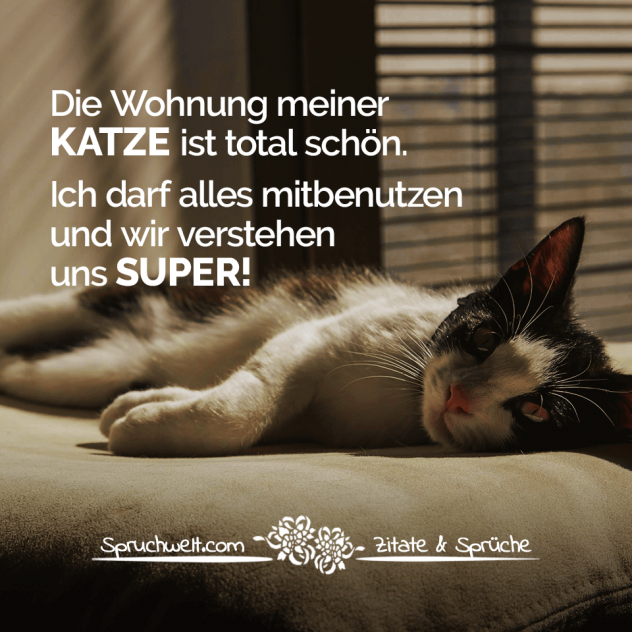 Die Wohnung meiner Katze ist total schön! Ich darf alles mitbenutzen und wir verstehen uns SUPER! - Fun Sprüche - Lustige Spruchbilder - Witzige Zitate