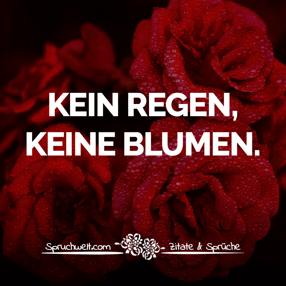 Kein Regen Keine Blumen Positive Gedanken Und Inspirierende Zitate