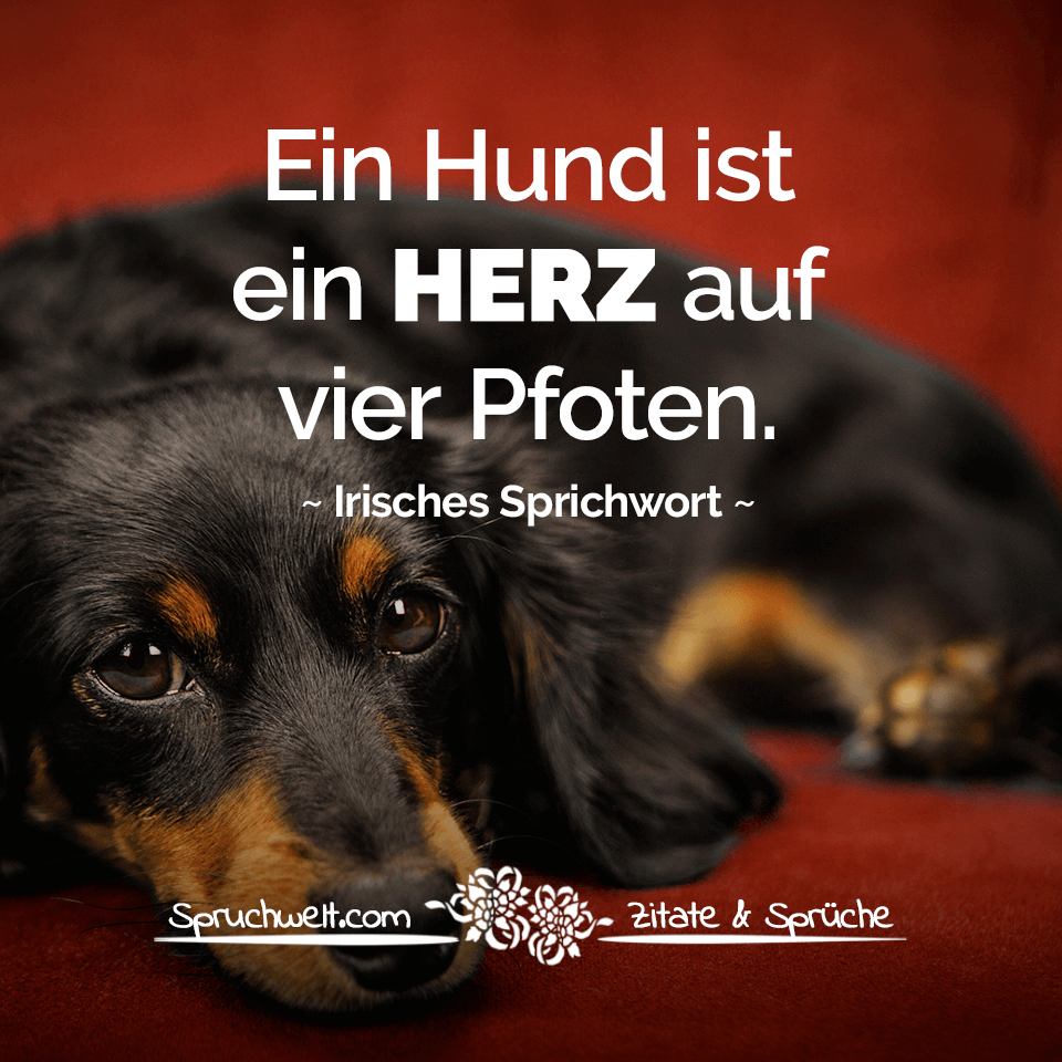 Ein Hund ist ein Herz auf vier Pfoten - Irisches Sprichwort
